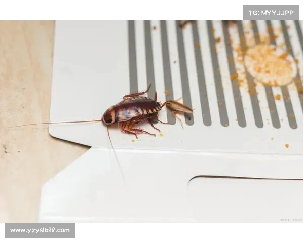 蟑螂入侵别着急,盘里撒点这“东西”,立马见效! 蟑螂入侵别着急,盘里撒点这“东西”,立马见效!